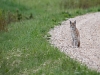 Ilves